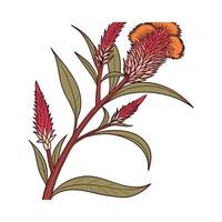 Distinctive Celosia Cockscomb Design for Interiors vector