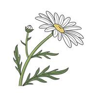 Elegant Chamomile Plant Design for Beautiful Spaces vector