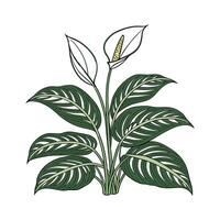 Elegant Chinese Evergreen Design for Decor vector