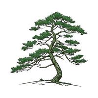 Distinctive Chinese Pine Design for Home vector
