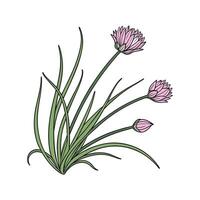 Chives Plant Design on Elegant White vector
