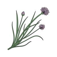 Distinctive Chives Plant Artwork for Home vector