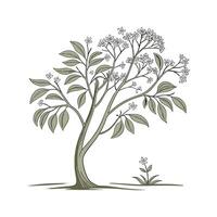 Distinctive Cinnamomum Verum Tree Design vector
