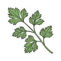 Elegant Cilantro Plant Design for Home vector