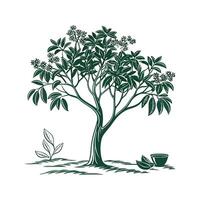 Cinnamomum Verum Tree Design on White vector