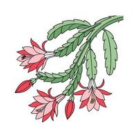 Vibrant Schlumbergera Christmas Cactus Design vector