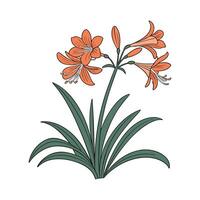 Elegant Clivia Plant Design for Beautiful Spaces vector