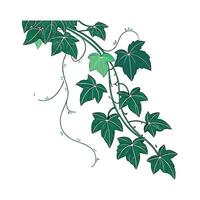 Distinctive Cissus Plant Design for Home vector