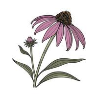 Distinctive Coneflower Artwork for Home vector