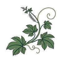 Elegant Corkscrew Plant Design for Beautiful Spaces vector