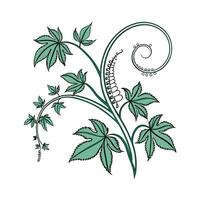 Vibrant Corkscrew Plant Design for Elegant Spaces vector