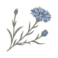 Charming Cornflower Illustration for Decor vector