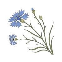 Vibrant Cornflower Plant Design for Interiors vector