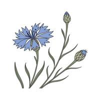 Distinctive Cornflower Artwork for Home vector