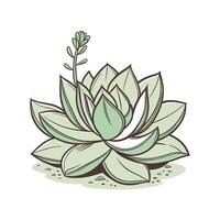 Elegant Crassula Plant Design for Beautiful Spaces vector