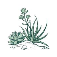 Stylish Crassula Plant Illustration for Decor vector