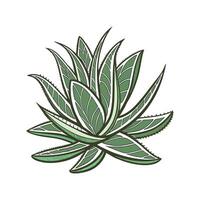 Vibrant Crassula Plant Design for Interiors vector