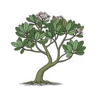 Distinctive Crassula Ovata Artwork for Home vector