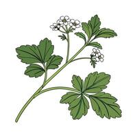 Nutritious Cress on White Surface vector