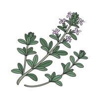 Beautiful Creeping Thyme on White vector