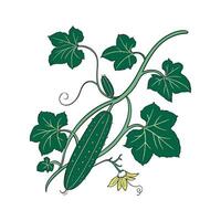 Vibrant Cucumber on Clean White vector