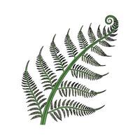 Lush Curly Fern on Clean White vector