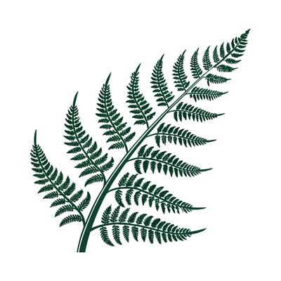 Elegant Curly Fern Display on White