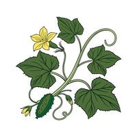 Nutritious Cucumber Plant on White vector