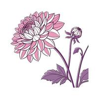 Stunning Dahlia Pinnata Display vector