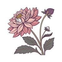 Vibrant Dahlia Pinnata on White vector