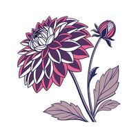 Beautiful Dahlia Pinnata on Clean White vector