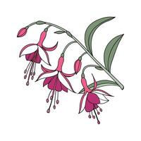 Vibrant Dancing Lady Oncidium on White vector