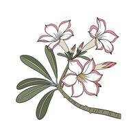 Vibrant Desert Rose Display on White vector