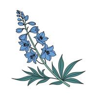 Vibrant Delphinium Blooms Display vector