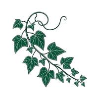 Vibrant Devils Ivy on Clean White vector