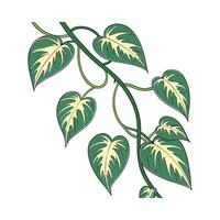 Vibrant Devils Ivy Pothos on White vector
