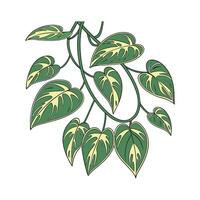Elegant Devils Ivy Pothos Display vector
