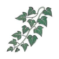 Elegant Devils Ivy Display on White vector