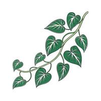 Stunning Devils Ivy Pothos Display vector