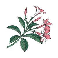Elegant Dipladenia Mandevilla Display vector
