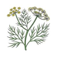 Vibrant Dill Anethum on Clean White vector