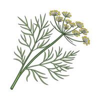 Fresh Dill Anethum on White vector