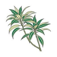 Elegant Dracaena Reflexa Display vector