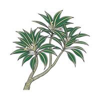 Charming Dracaena Display on White vector