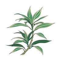 Elegant Dracaena Sanderiana Display vector