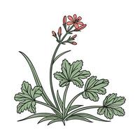 Elegant Drought Tolerant Plant Display vector