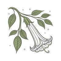 Elegant Dutchmans Pipe Display vector