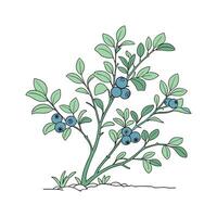 Beautiful Dwarf Blueberry on White vector