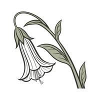 Beautiful Dutchmans Pipe on White vector