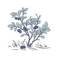 Vibrant Dwarf Blueberry on Clean White vector